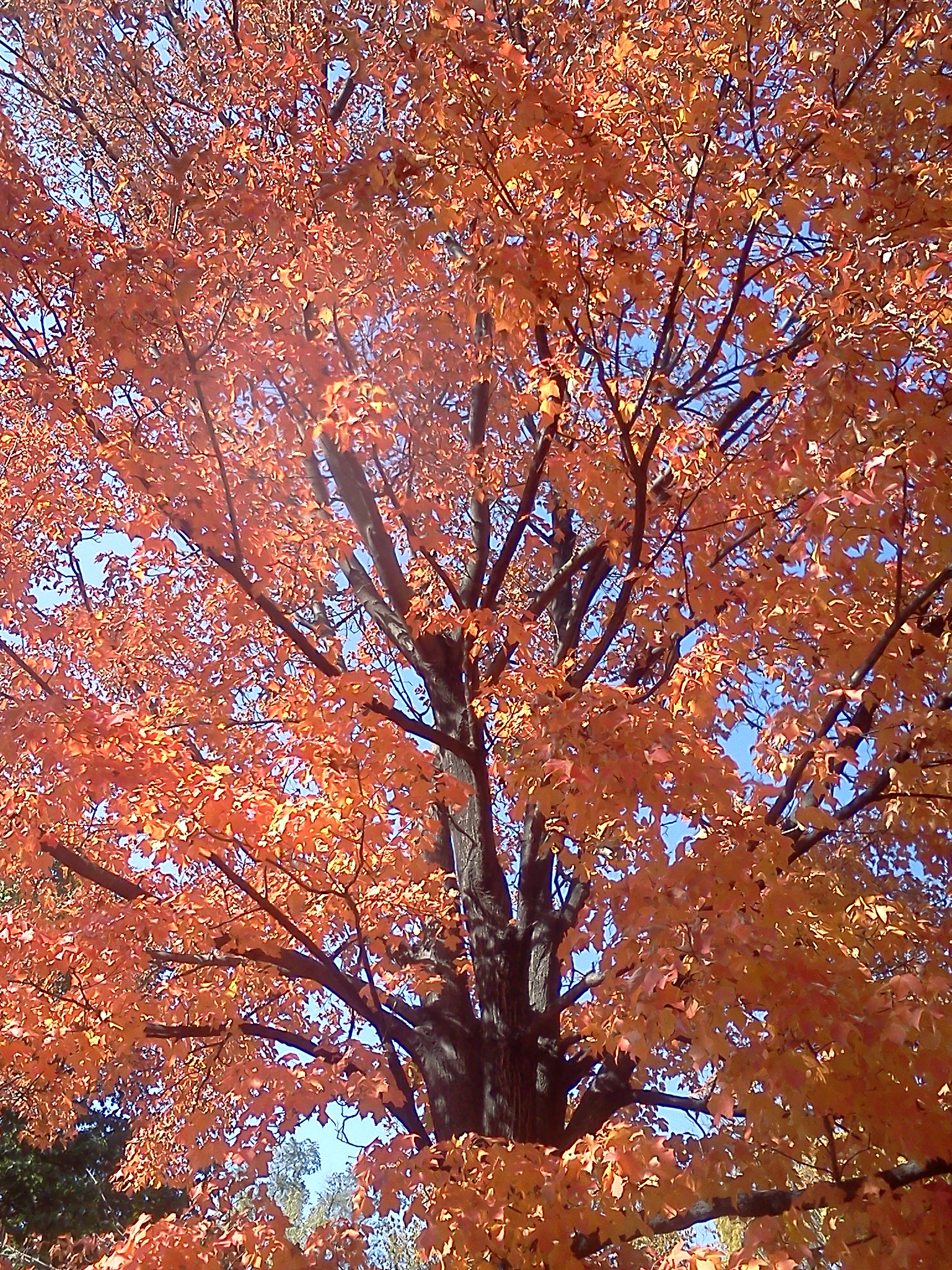 IMG_20120929_12 cshlex